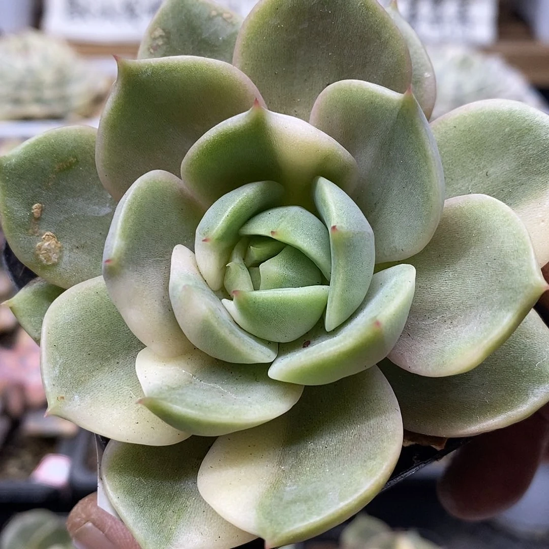 22194 贝加尔湖花脸锦