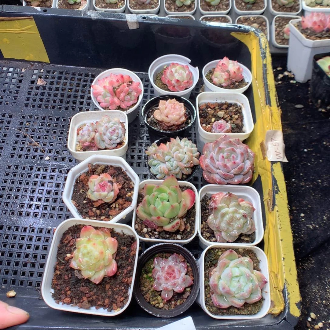 无花朵Q131yyyyttyyttt