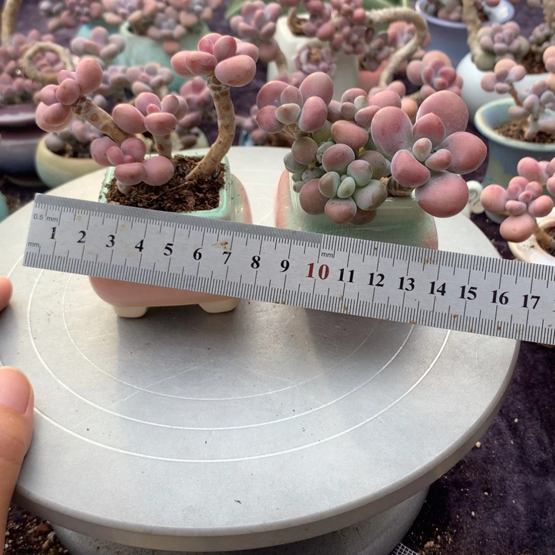 2颗带盆偏远地区不包邮的