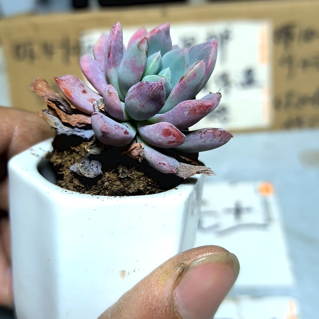 满6元包邮，力田锦绝绝子