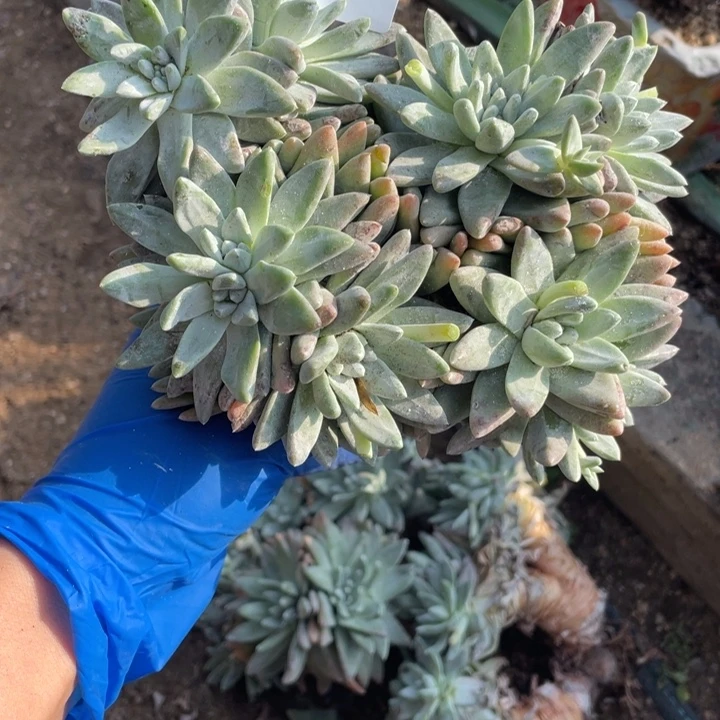 511号白雪山东多肉植物