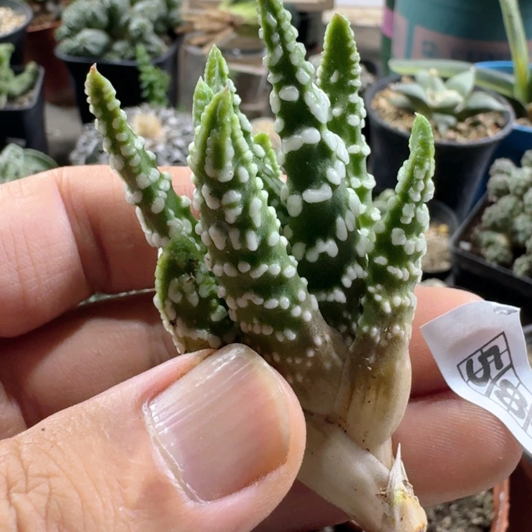 584恐龙泪珠脱土发货