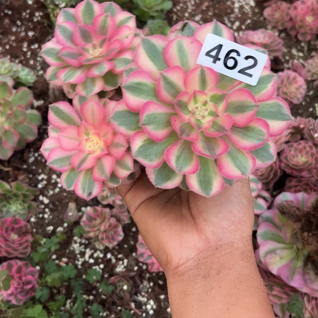 心***郑精品多肉植物462倾城