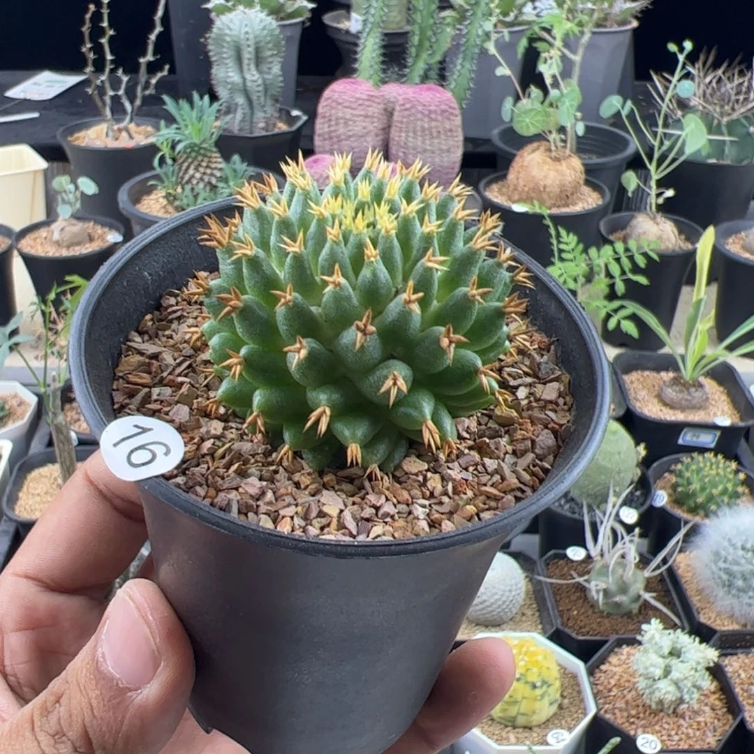 短豪刺琴丝一物一拍默认脱土发