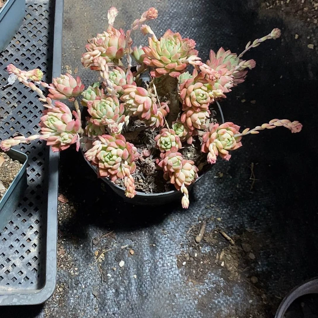 一****空大马库斯2盆多肉植物