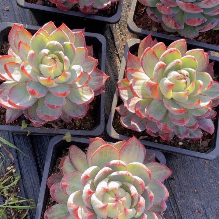 摩***羯五棵超大惊鸿一起