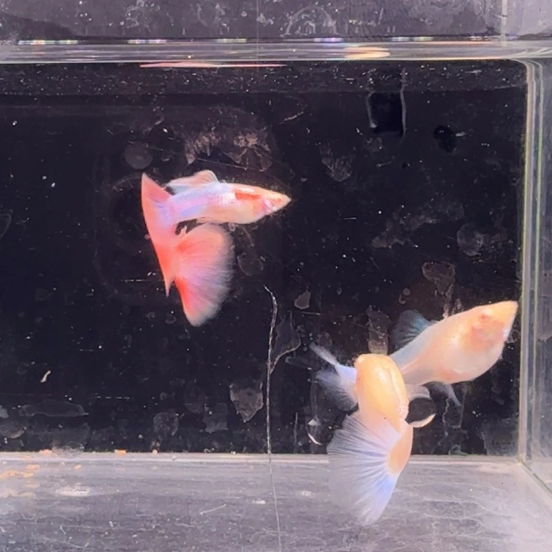 孔雀鱼天使彩虹2对