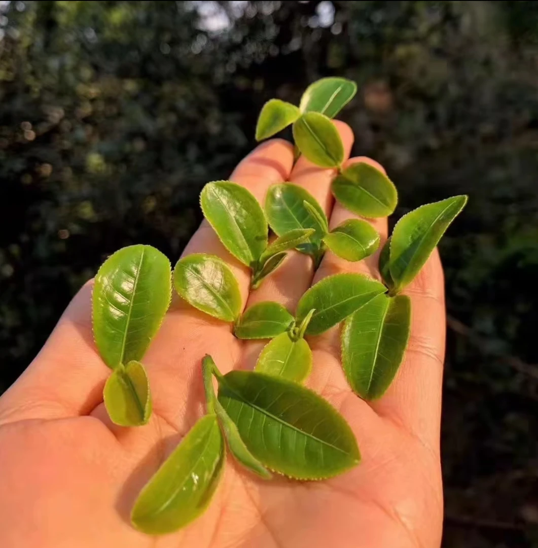 2025年 猫王 头春头采 普洱茶生茶 50g罐装（拆封不退）