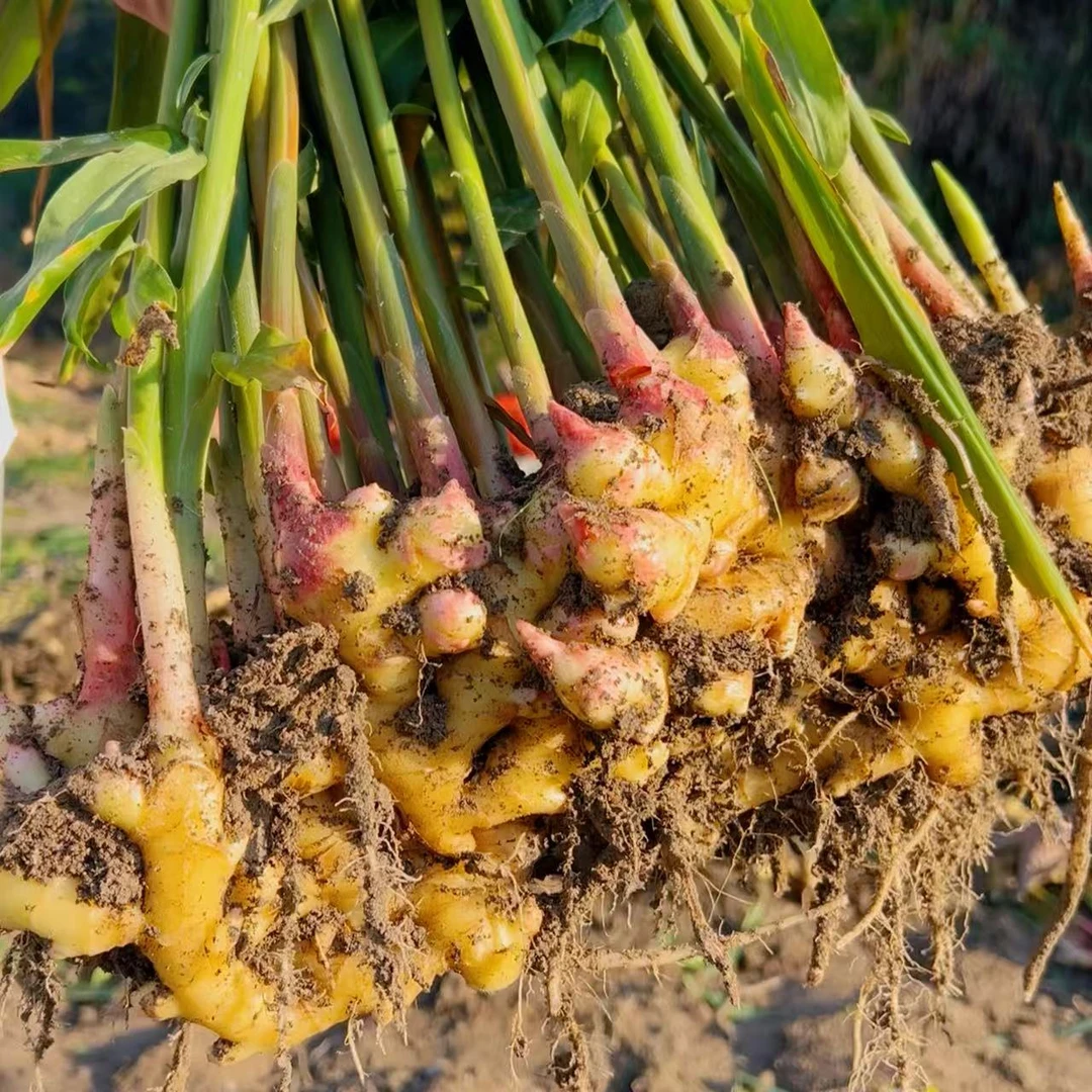 蕲春新鲜高山嫩姜土姜月子姜煲汤调味佳现挖现发酱姜