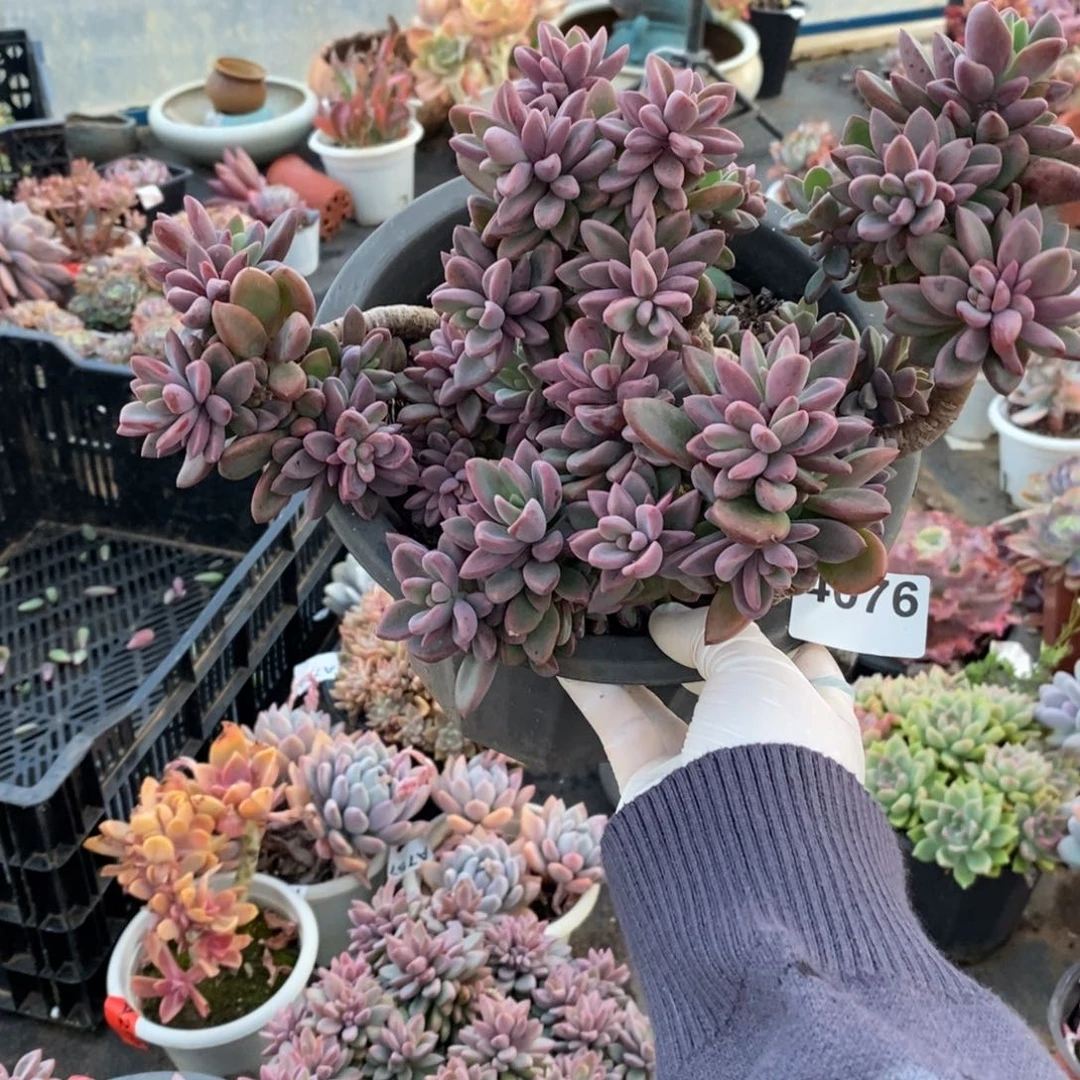 ᨳ***ᐝ4076紫心老桩一物一拍