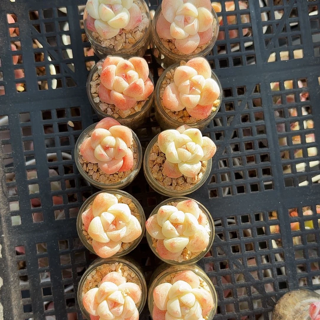 白底冰玉10颗一组小号