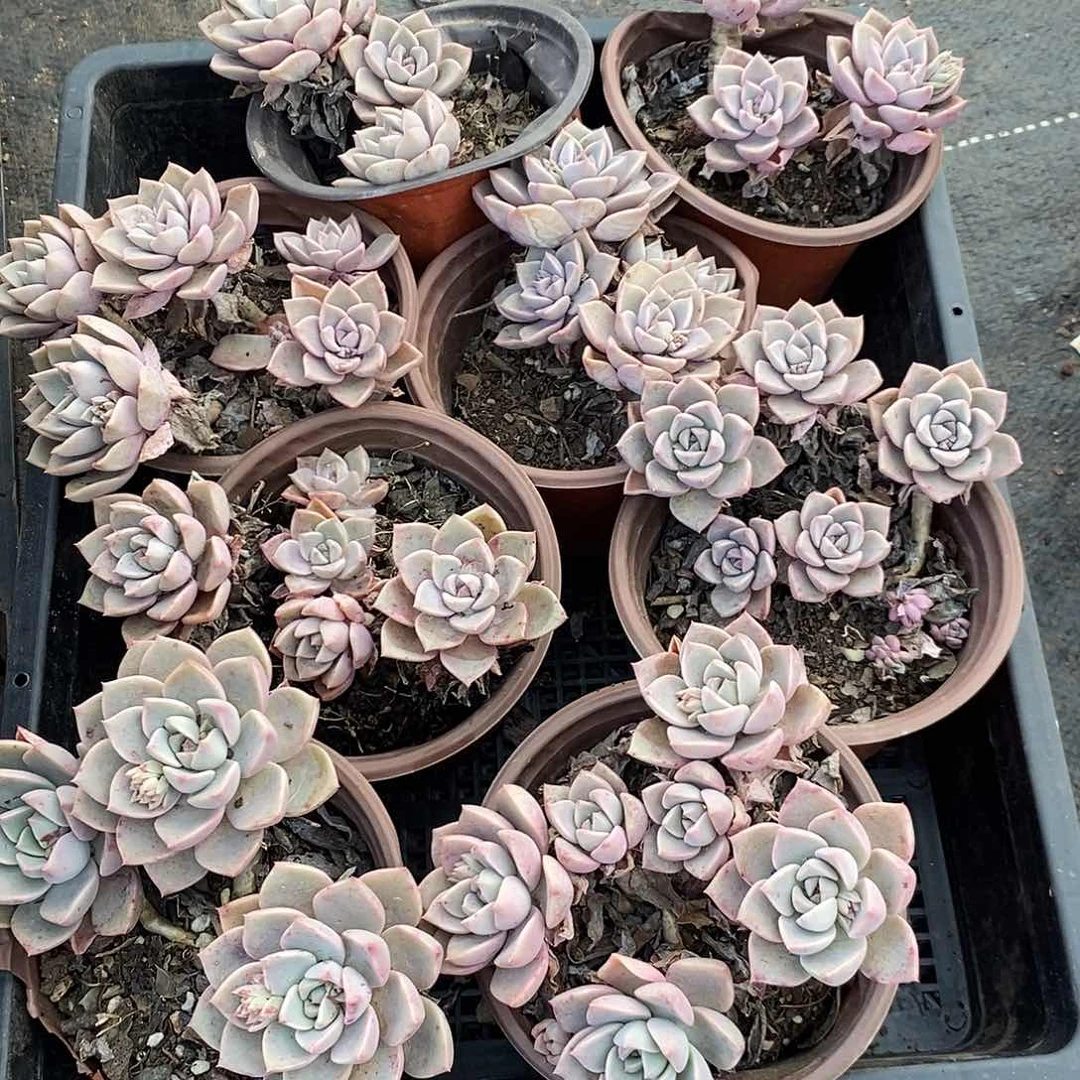 3头起发红粉佳人4盆