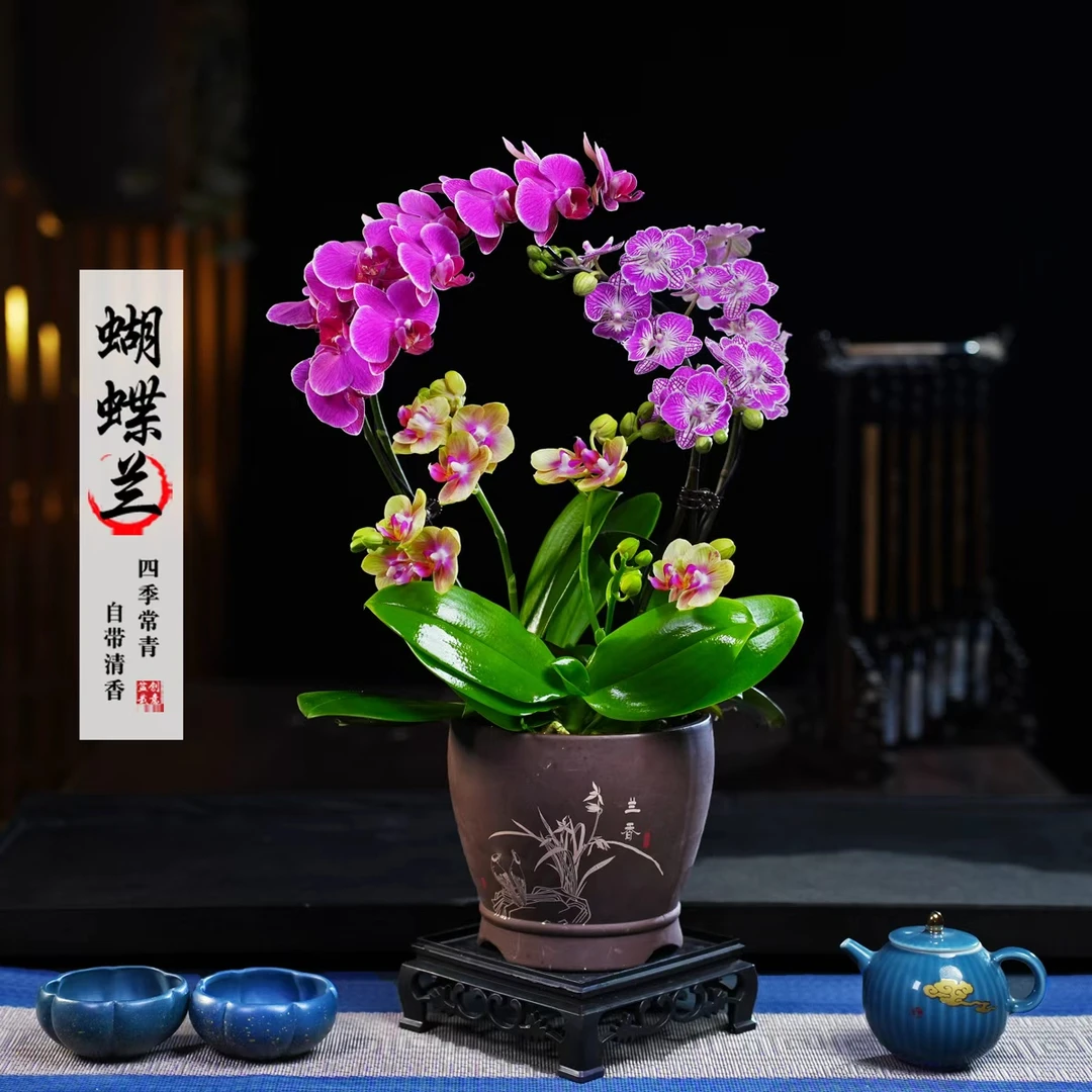 梦叶罗丽旬日小橘子蝴蝶兰盆栽四季常青花卉茶桌面净化空气绿植