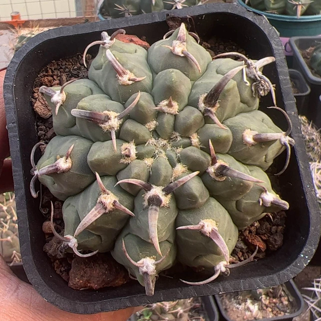 【闪购商品】实生仙人球