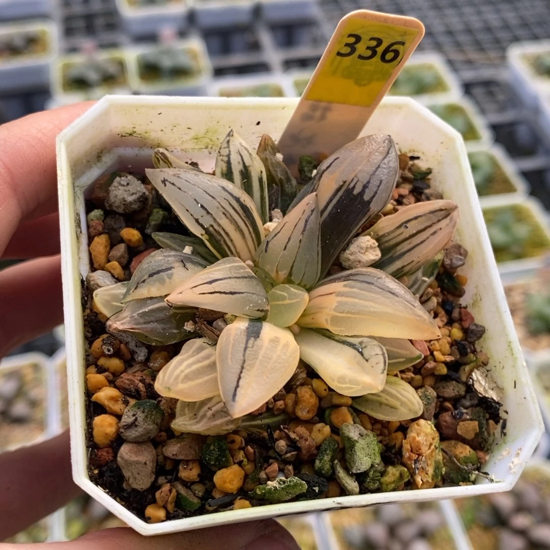 336号西瓜锦多肉植物