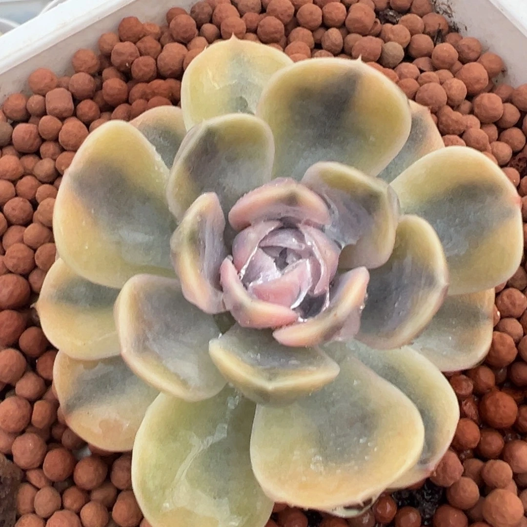 汉堡锦，覆轮锦多肉植物