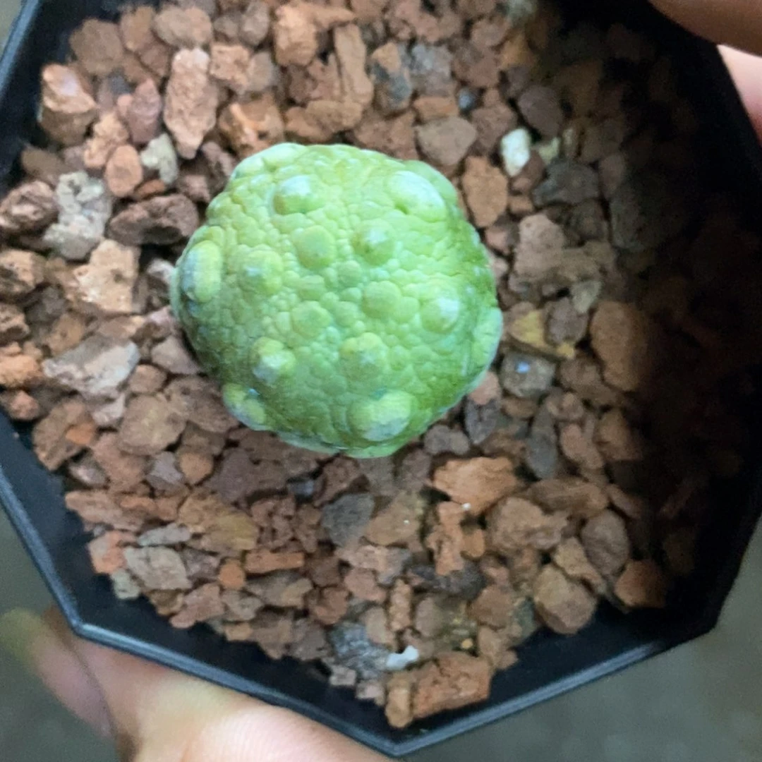 湫*定孤品实生六棱凝蹄玉2.5cm