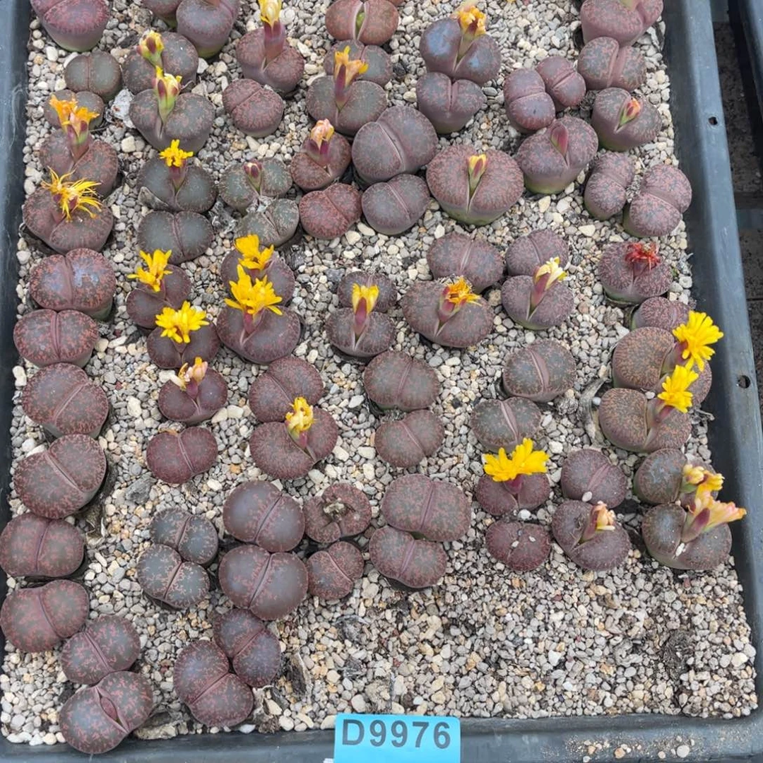 糖***醋9976筐福利不售后。