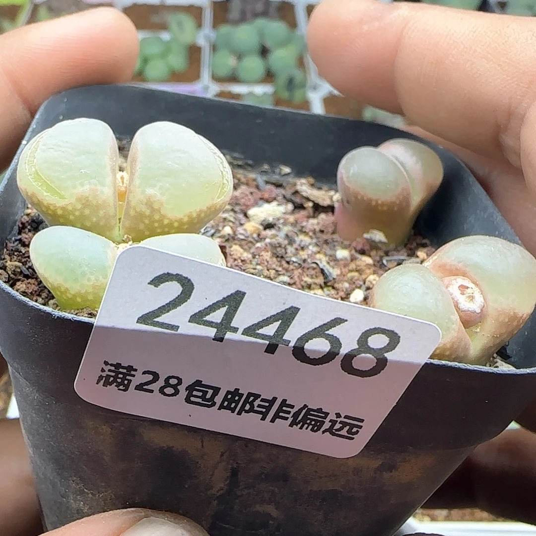 妖*儿脱土发货哦24468