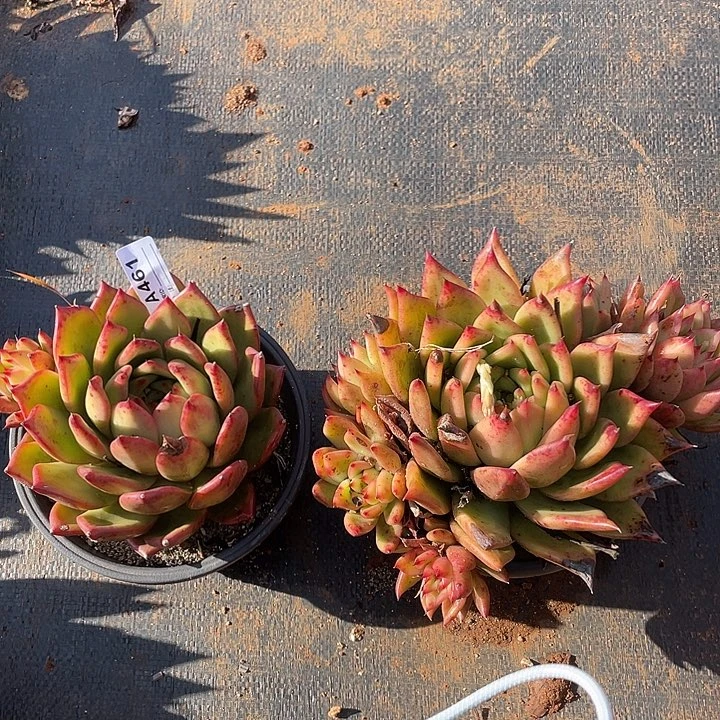 若如东云组拍A461