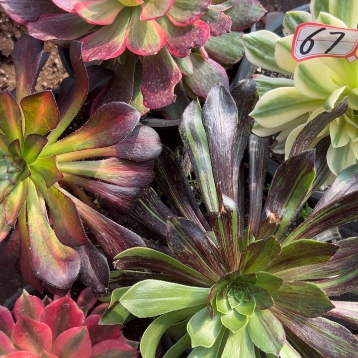 多肉植物67不售后