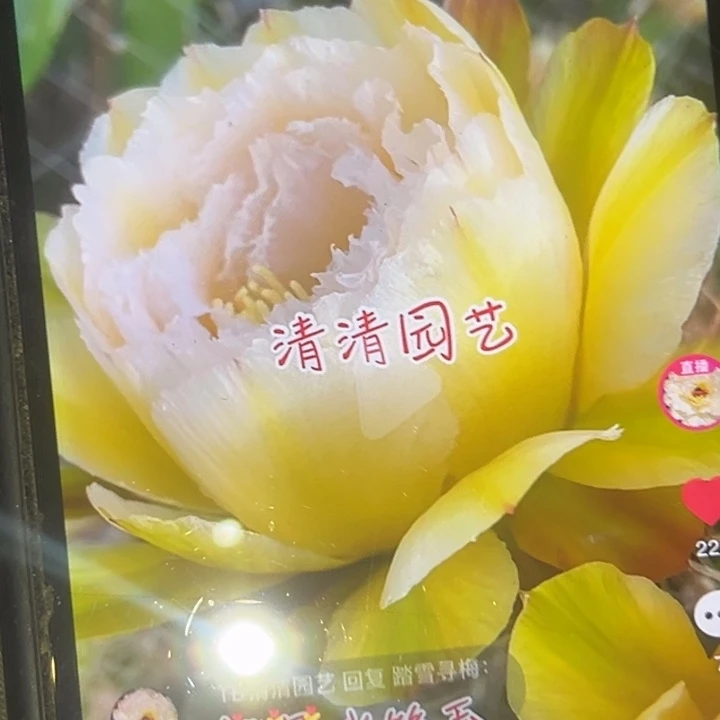 清清冰丝玉根有礼品瑕疵