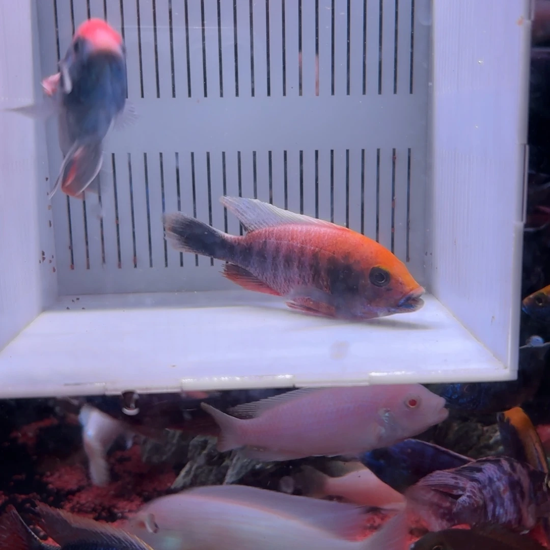 慈鲷鱼直播45号2条