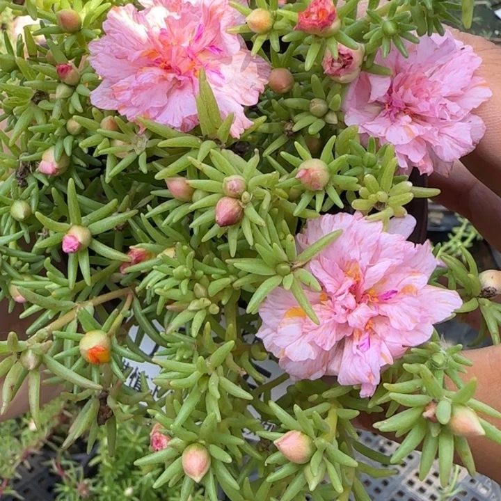 无花朵J375超小苗盆口10cm可能有虫糖宝