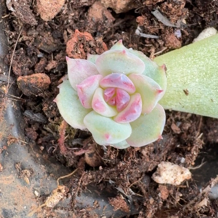 蓝色妖姬叶片一物一拍