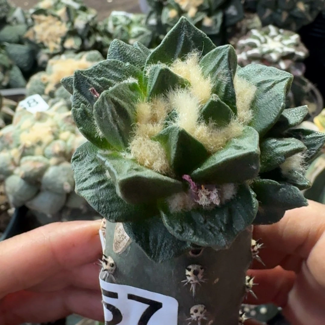 【闪购商品】大尤村主龙角557