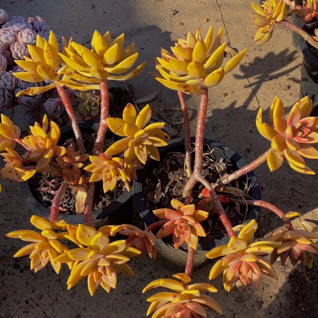 布丁大盆飘枝两盆