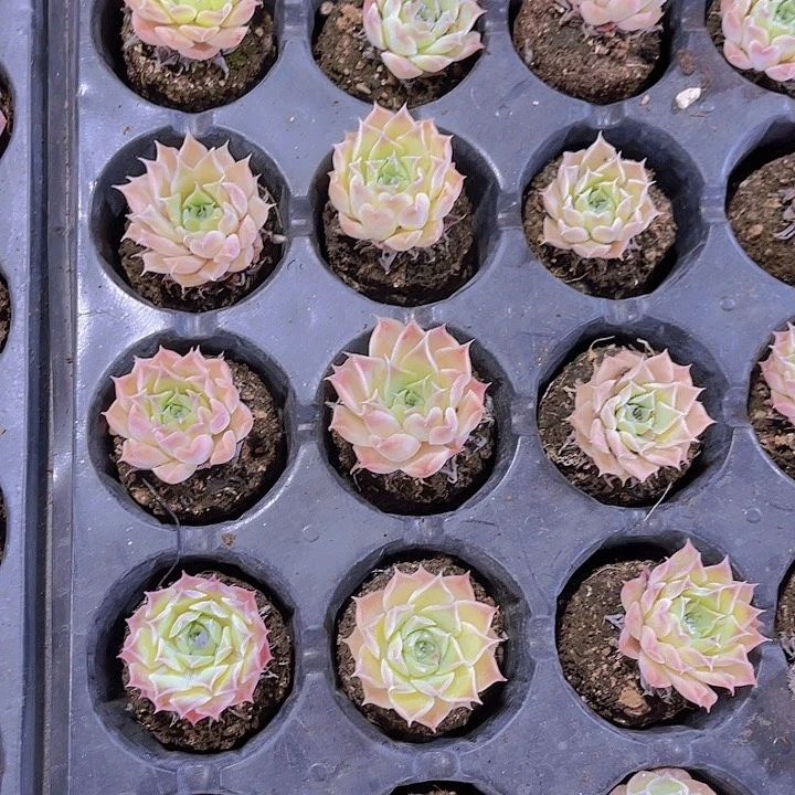 精品海滨格瑞多肉植物