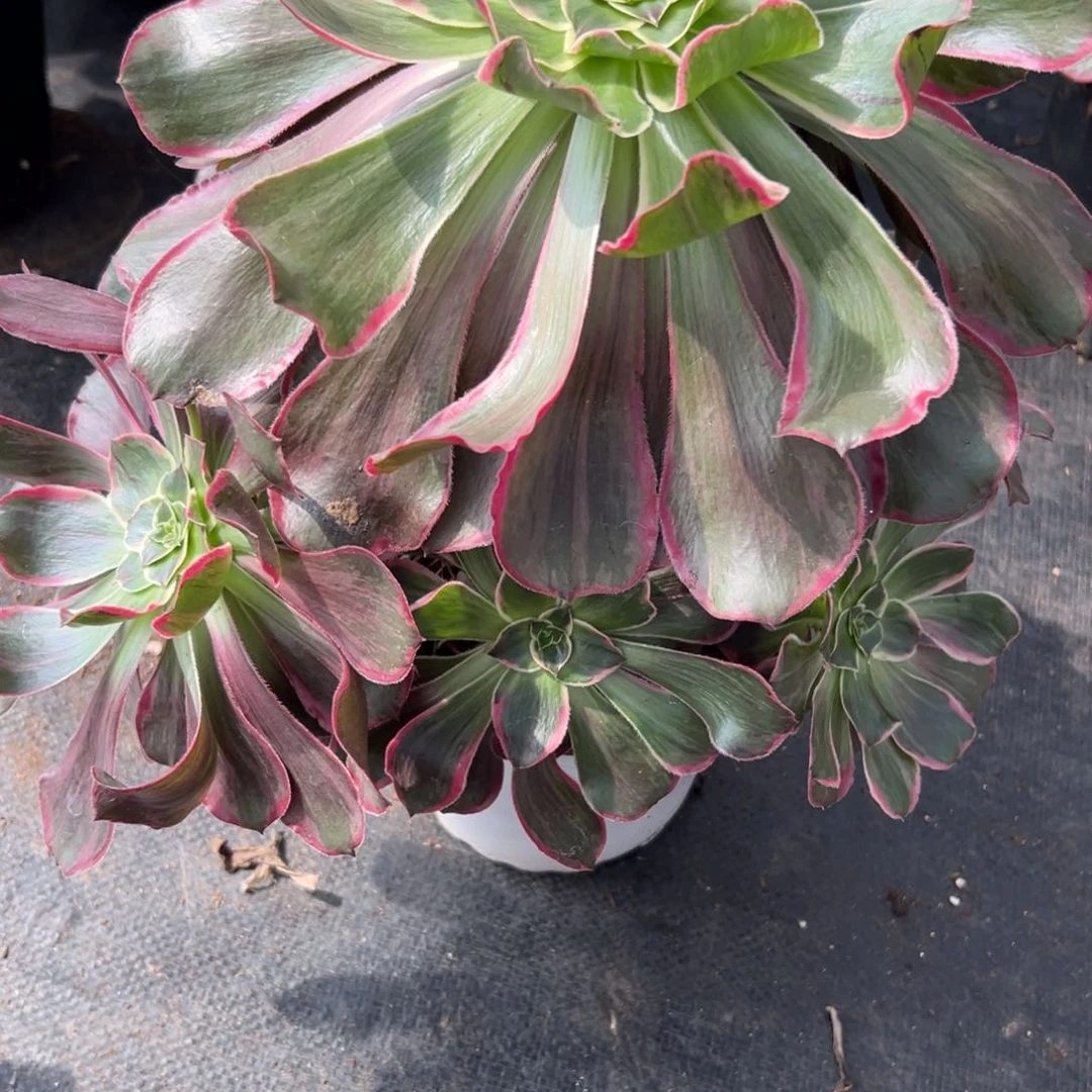 曼****28恶魔之吻多肉植物