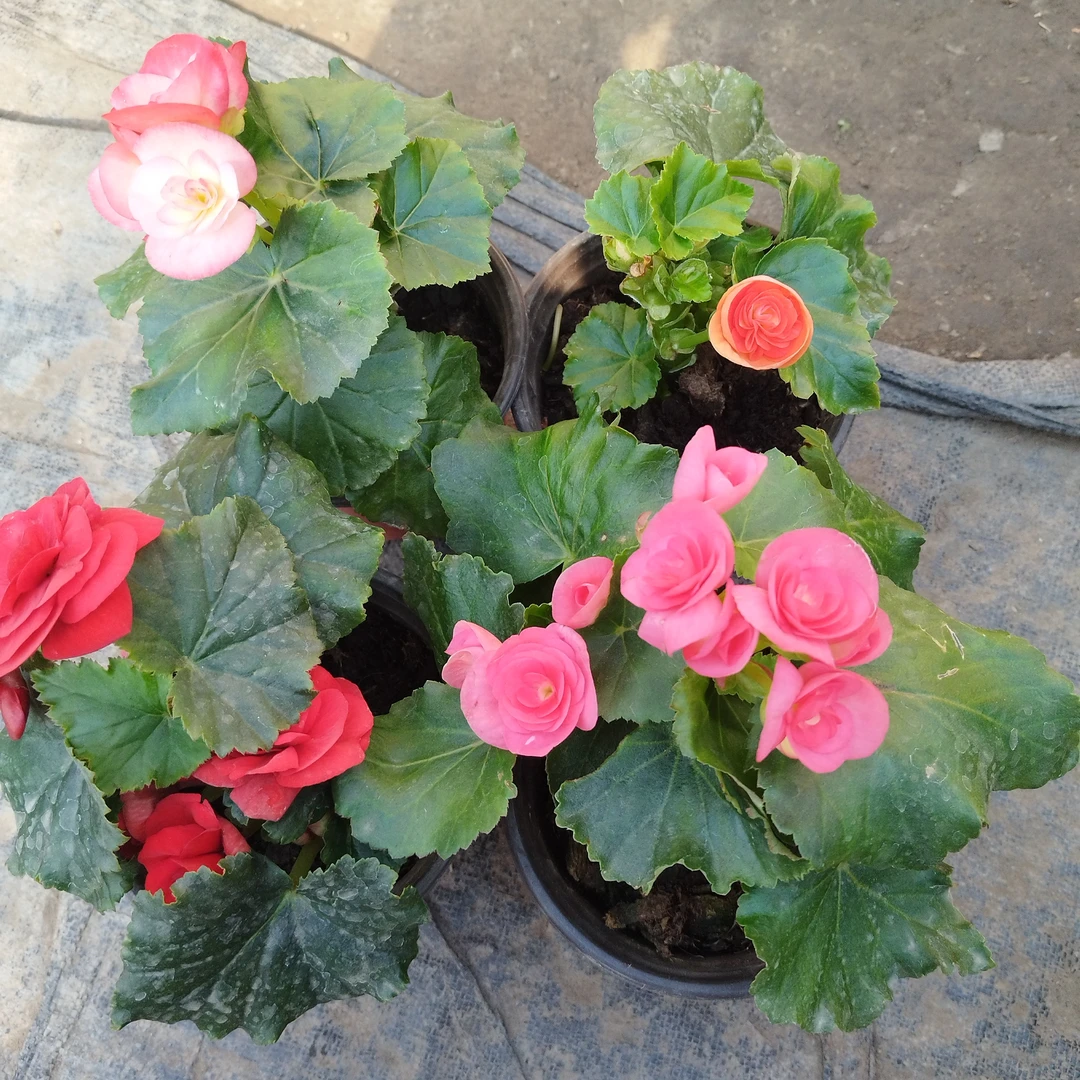 丽格海棠4盆包邮到家