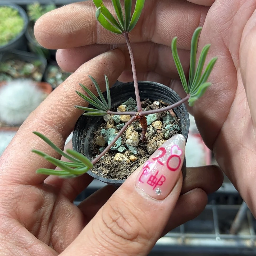 抓叶幸运草酢浆草单头发货有根
