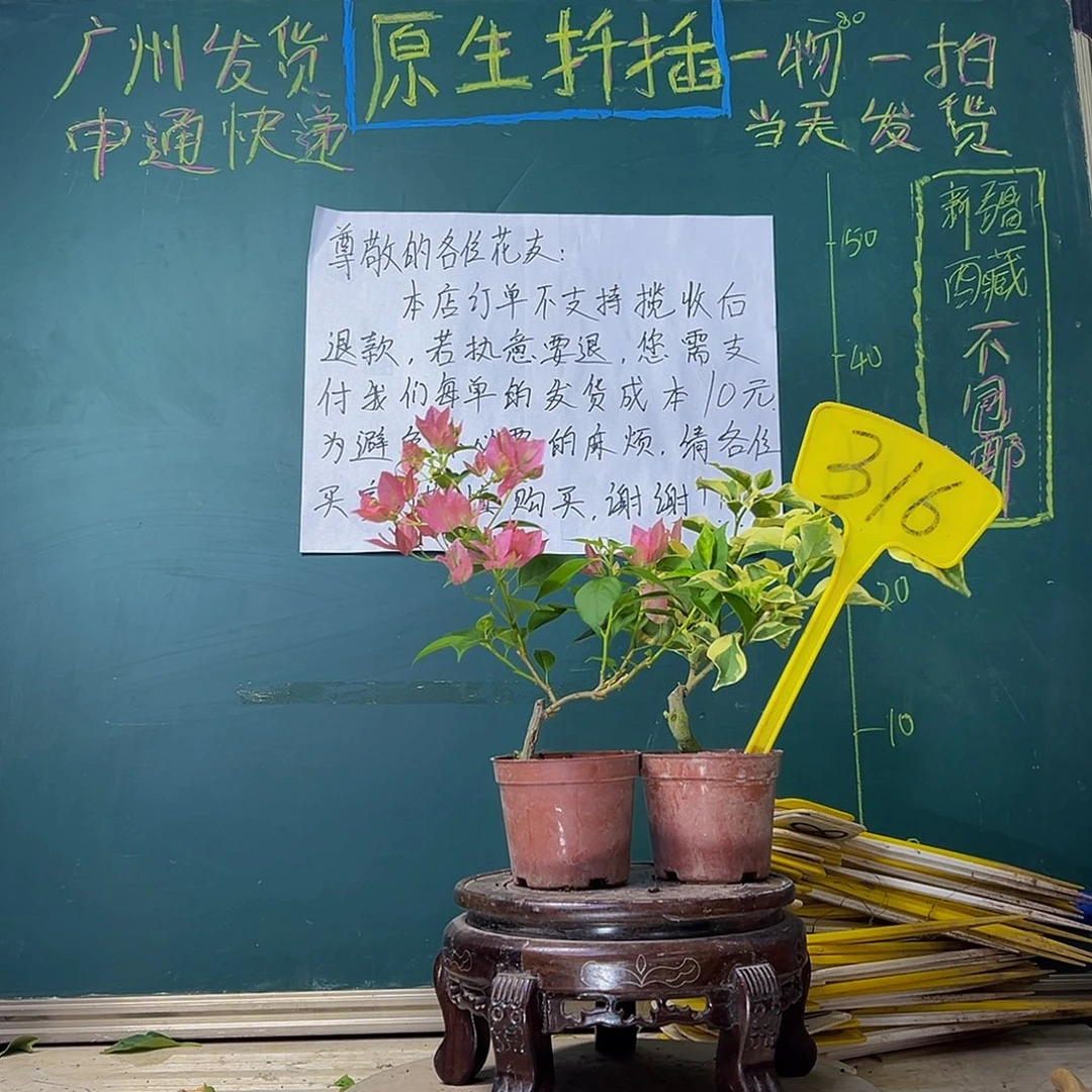 当前无花栽培后可以开花暗斑水晶掌中宝 盲盒掌中宝316