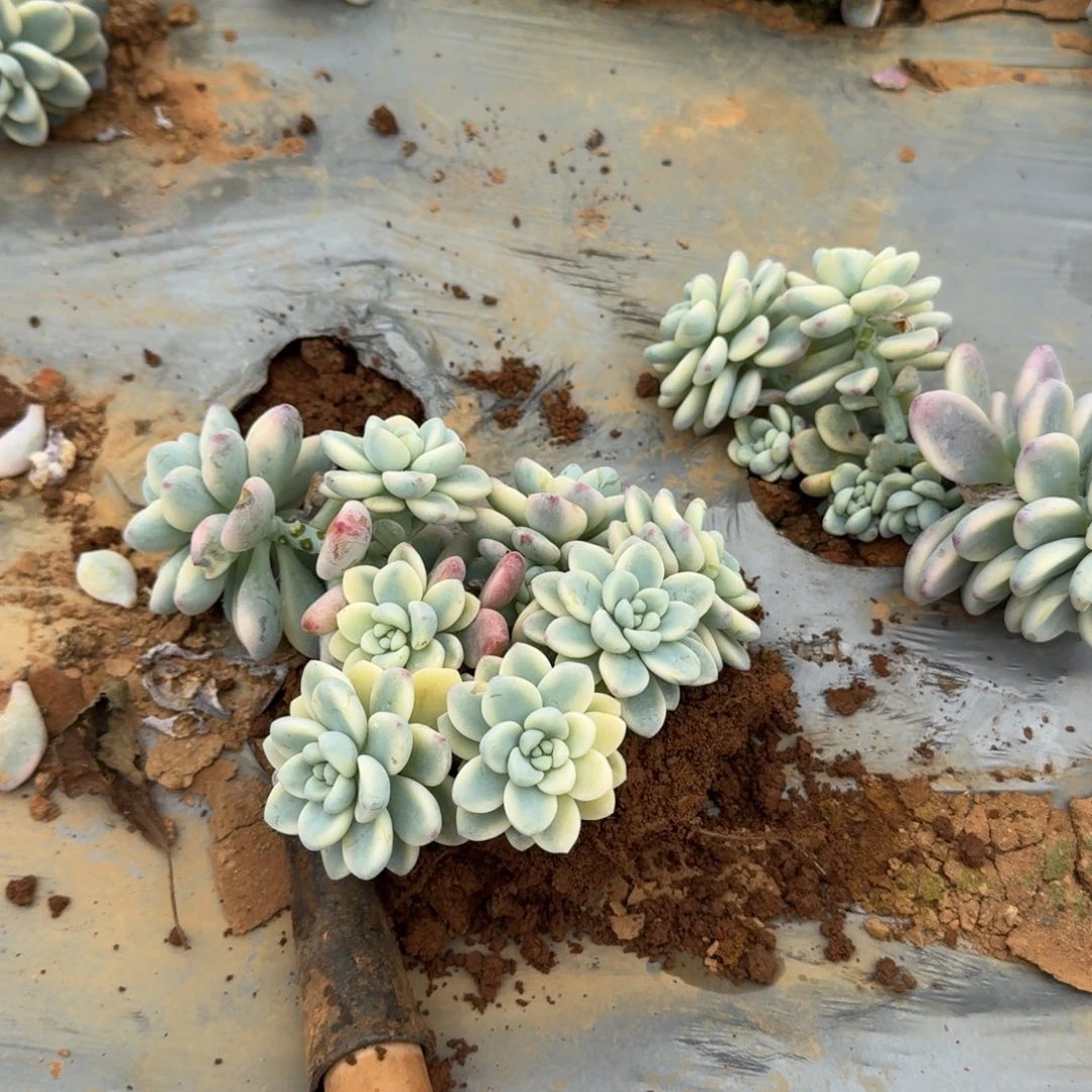 劳尔锦两颗量拍发货