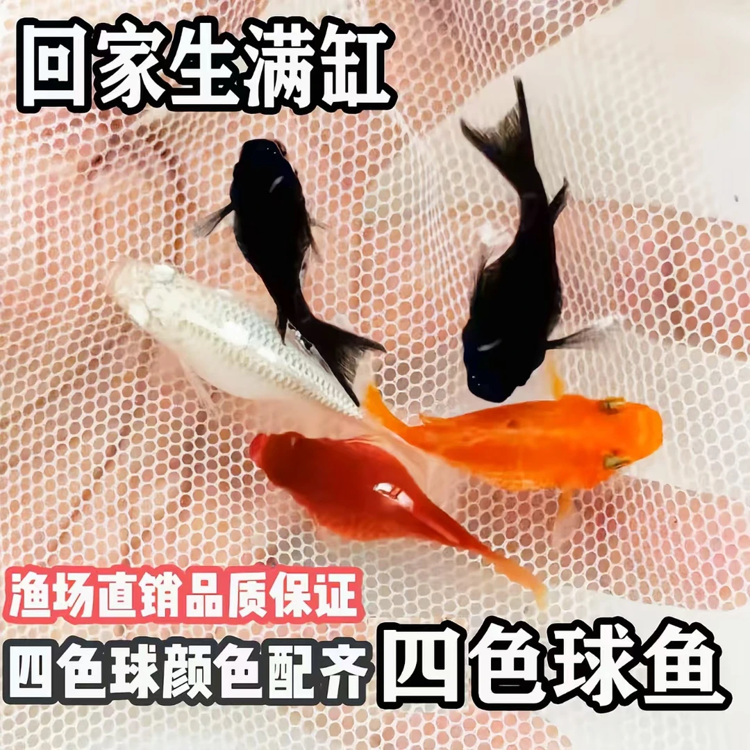 四色玛丽球鱼皮球鱼红皮球鱼红太阳鱼胎生鱼小型观赏鱼活体好养