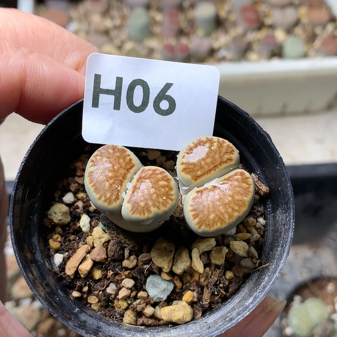 H06多肉植物保护