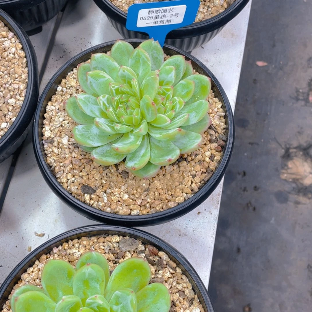 0525-2-雪花珍妮大单头福利一颗