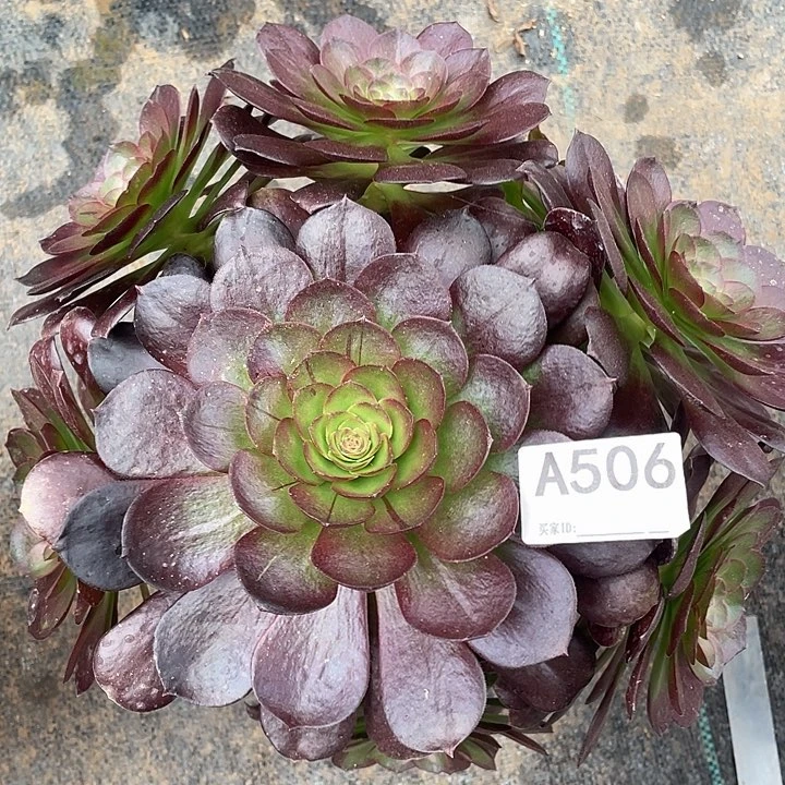 赤焰莲多肉植物506