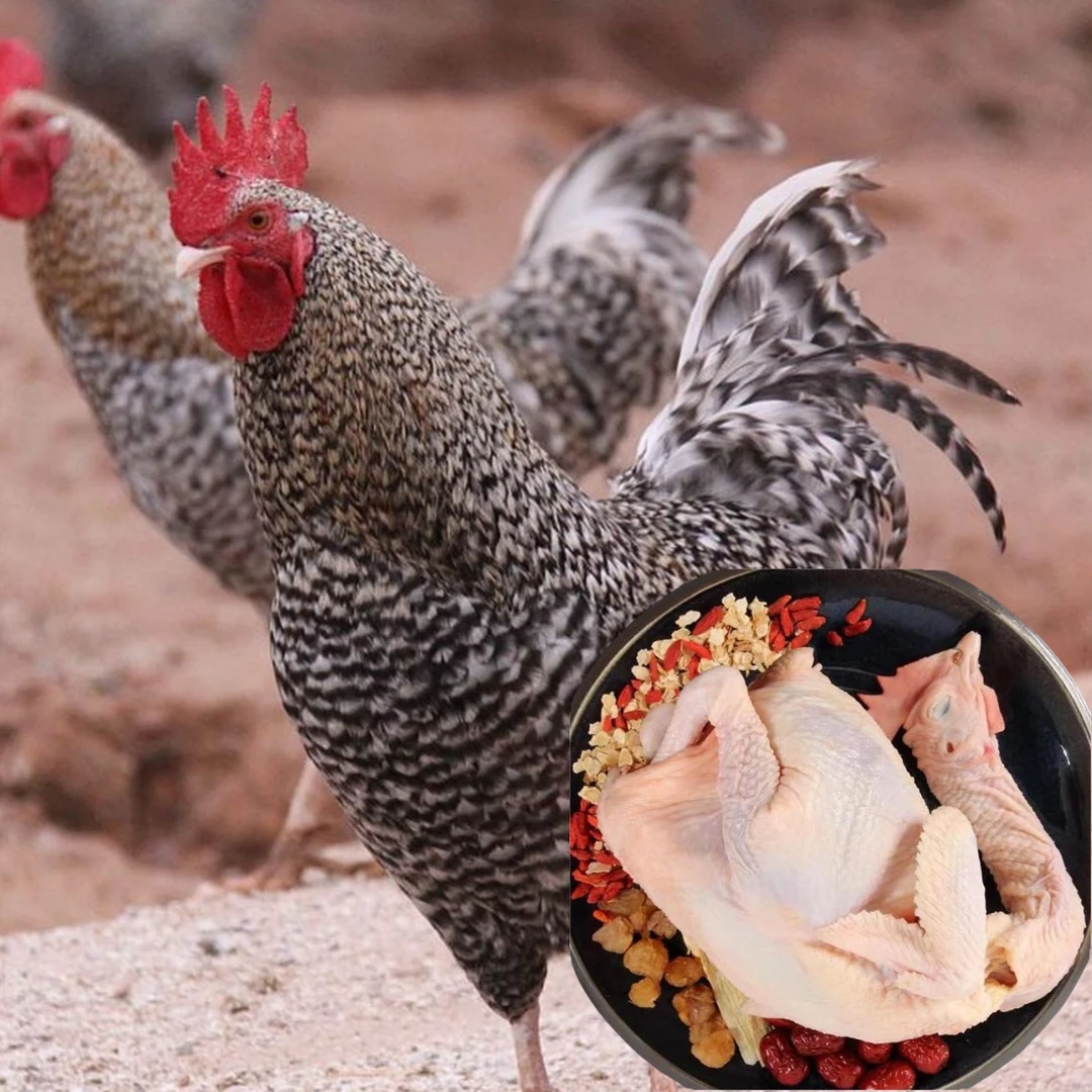 2只芦花公鸡 山林散养 黑金毛 肉质鲜美生鲜鸡 顺丰包邮