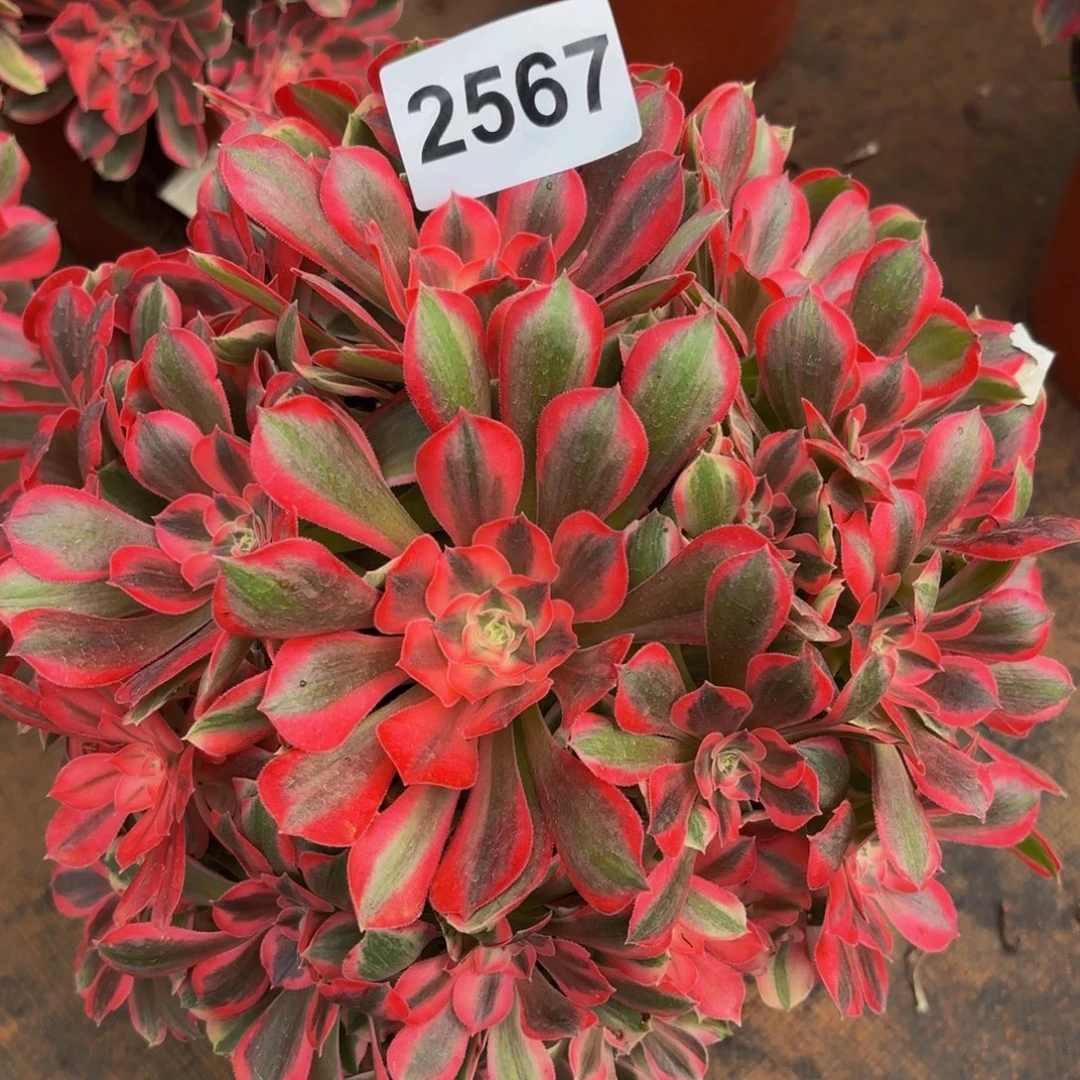 2567多肉植物男神