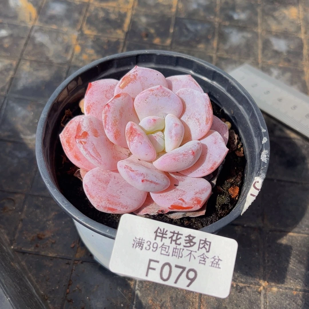 079-冰糕多肉5cm多肉