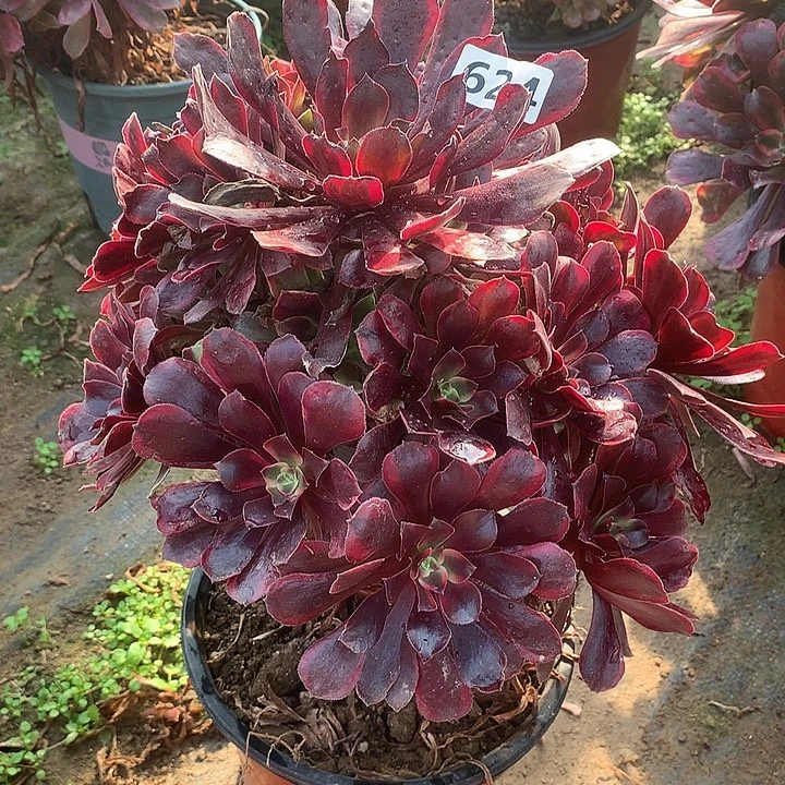 多肉植物蒙娜丽莎624