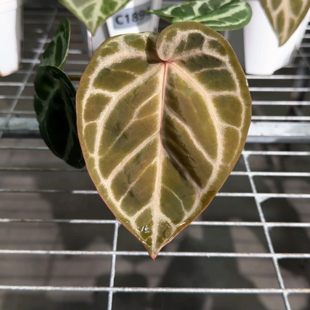 不开花植物1908 老版 银红红