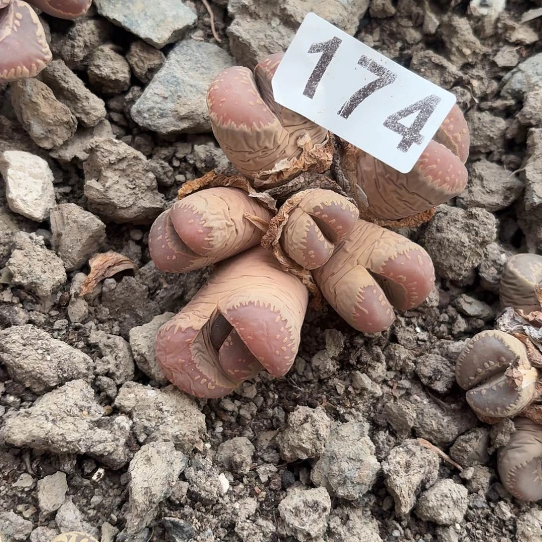 生石花一物一拍174