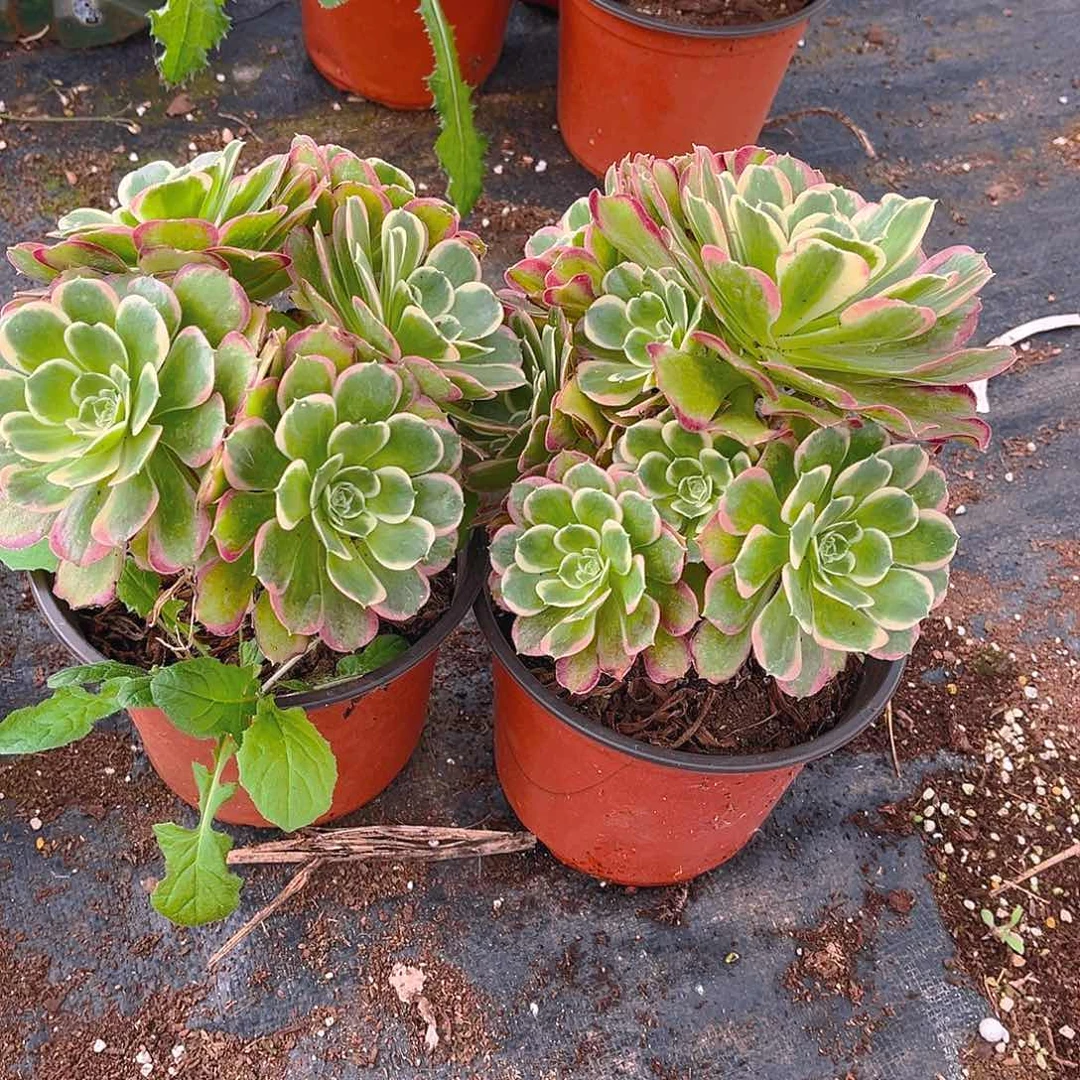 白凤2颗手捧花，，，，