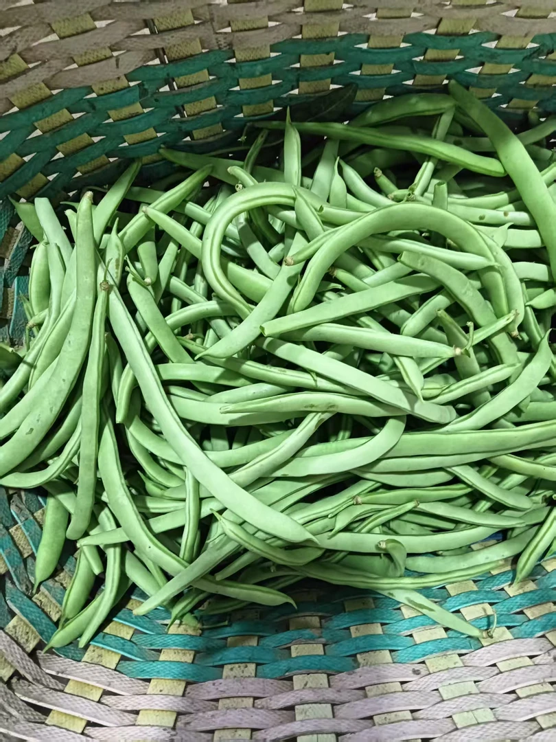 顺丰包邮石牌露天四季豆