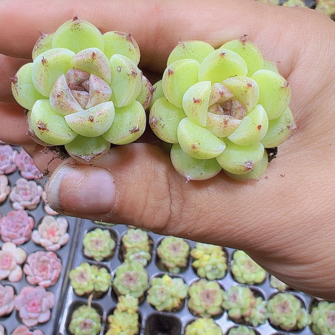 赤水晶3个19包邮多肉
